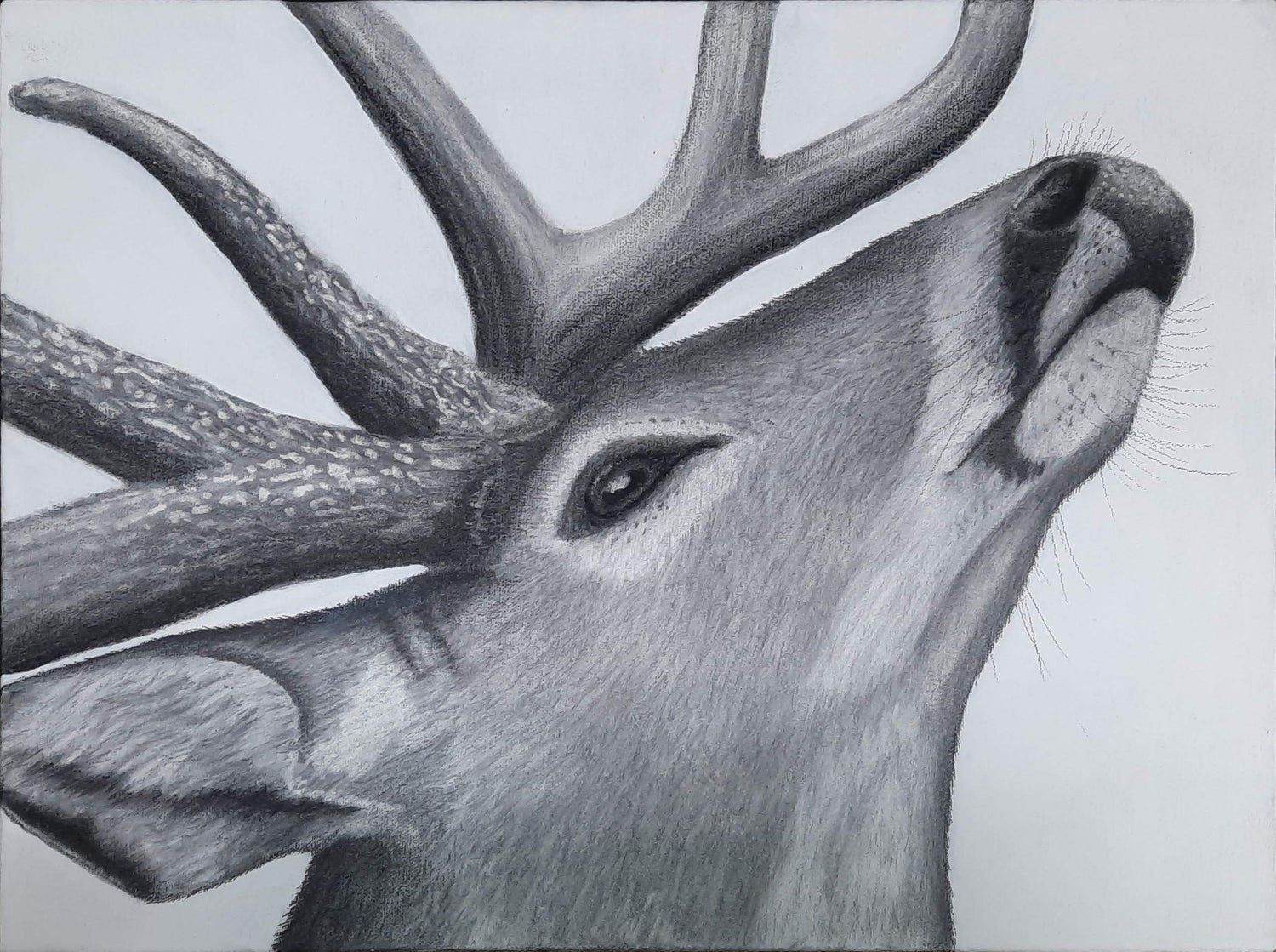 Buck Damone - Expressions Art Gallery & Framing LLC