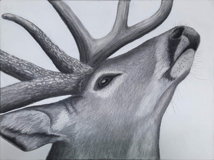 Buck Damone - Expressions Art Gallery & Framing LLC