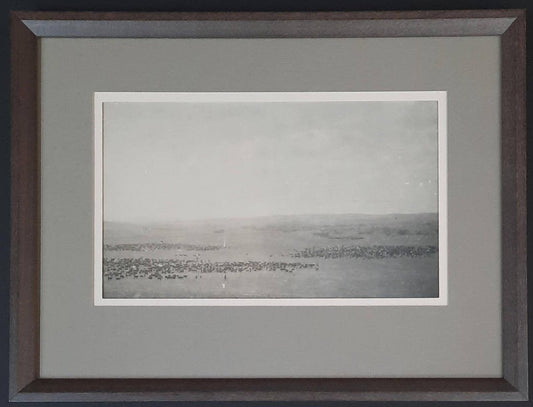 5000 Head of Cattle 1916 - Mermon Cattle Co - Elsa Spears