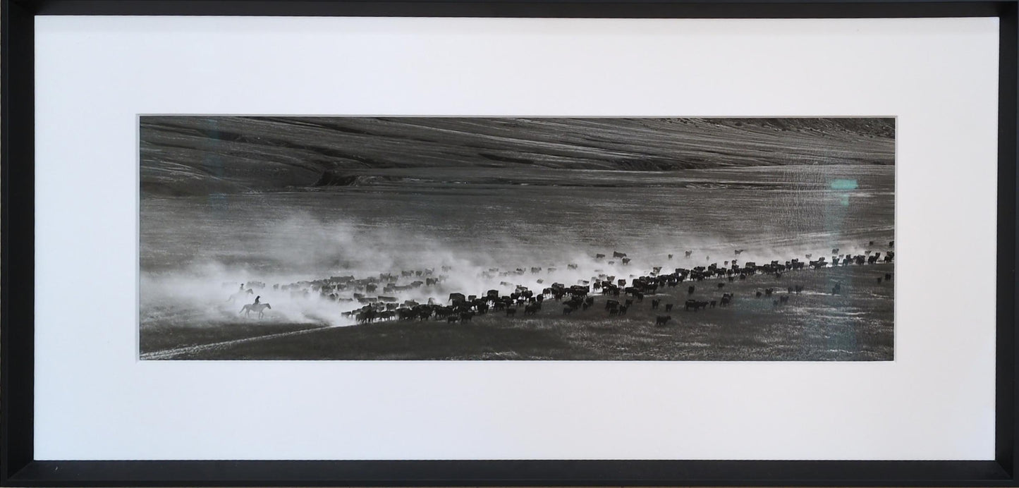 Cattle Drive - Adam Jahiel