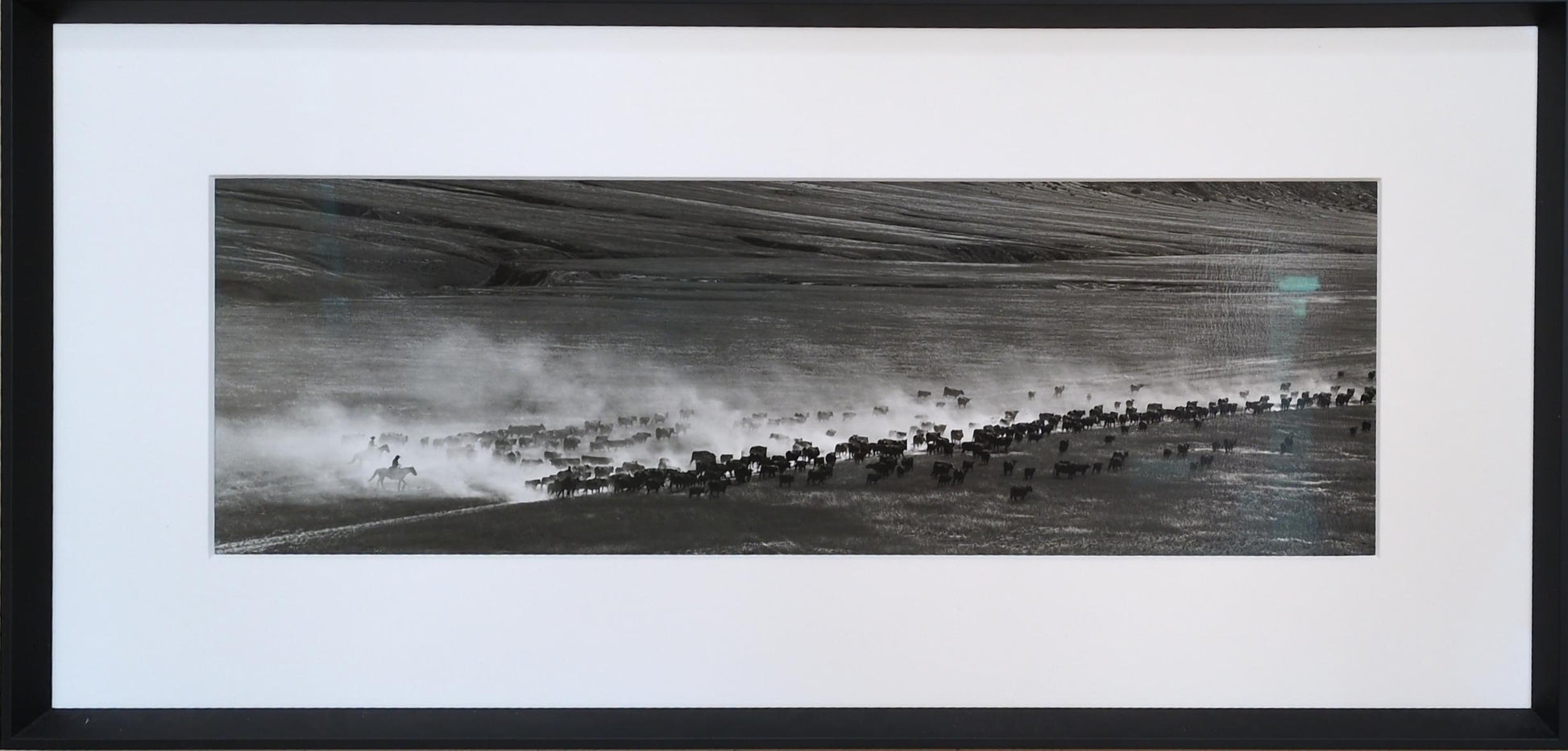Cattle Drive - Adam Jahiel