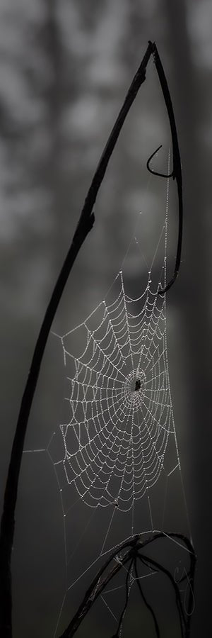 Dark Web - Chris Johannsen