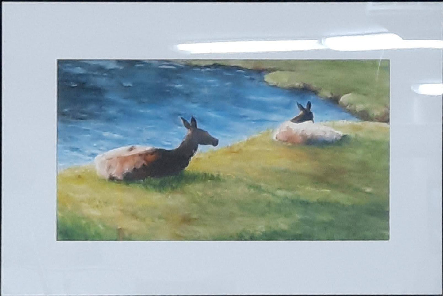 Elk Repose - Linda Hartman