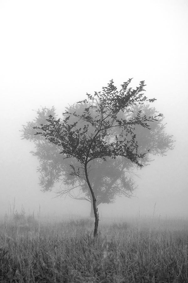 Foggy Tango - Chris Johannsen
