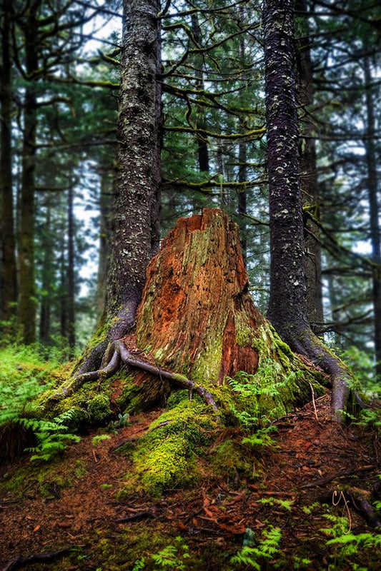 Generations - Chris Johannsen