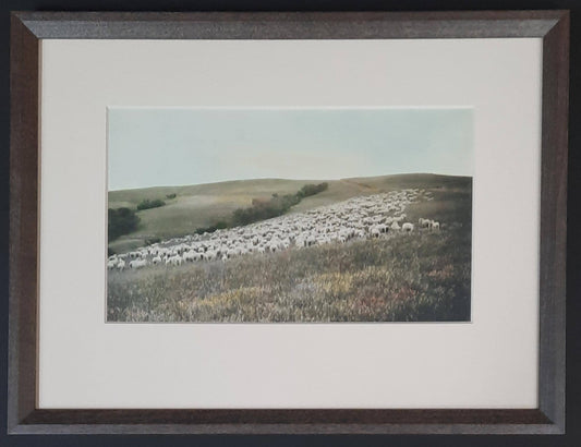 V. Johnson's Sheep on Crow Res 1924 - Elsa Spears