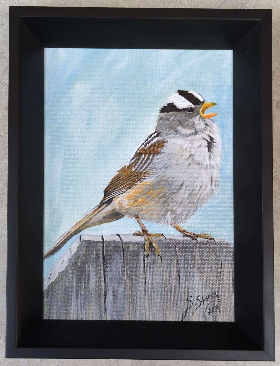 White Crowned Sparrow - Susan Storey