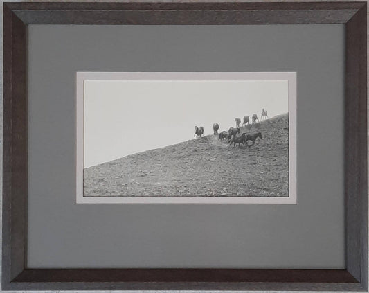 Wild Horses on Wolf Mountain - Elsa Spears