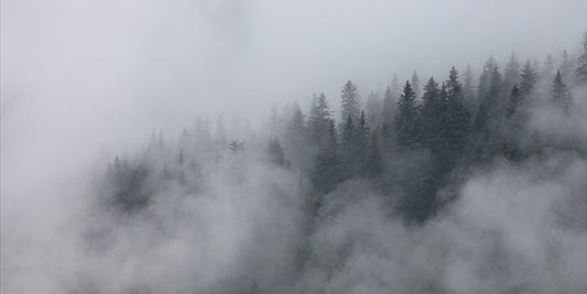 Wrapped in Fog - Chris Johannsen