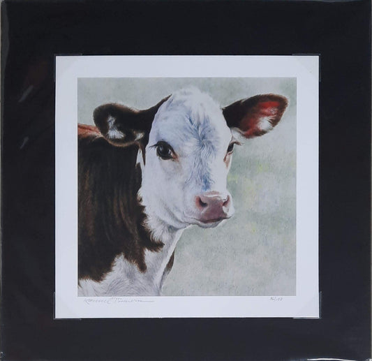 Curious Calf - Karmel Timmons