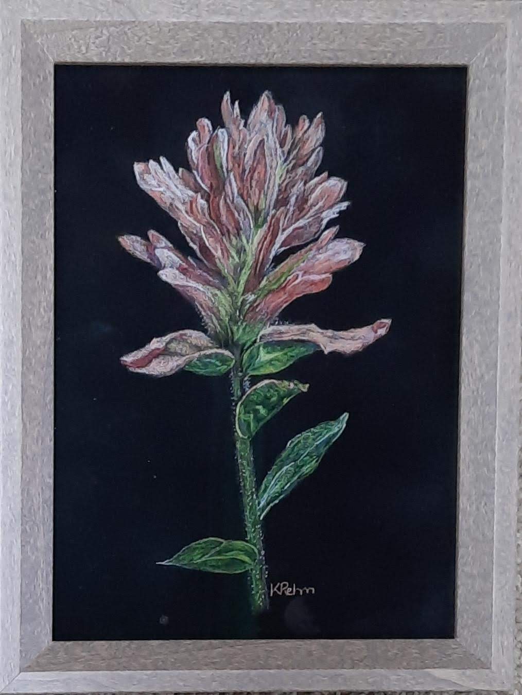 Indian Paintbrush - Kerri Rehm