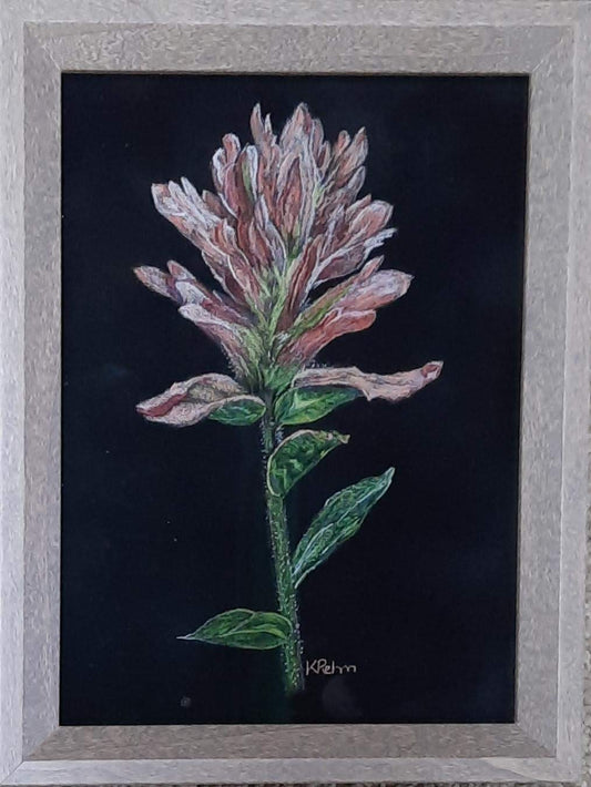 Indian Paintbrush - Kerri Rehm